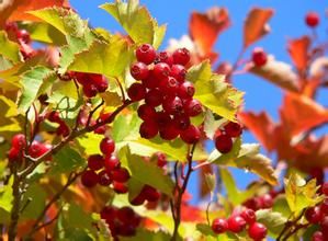 春華秋實[電視劇]