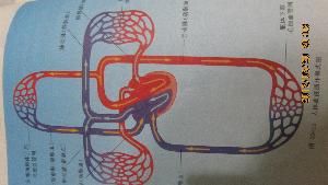 血循環 血循環