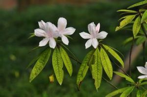 刺毛杜鵑 刺毛杜鵑