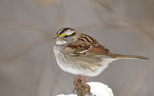 白喉食籽雀 白喉食籽雀