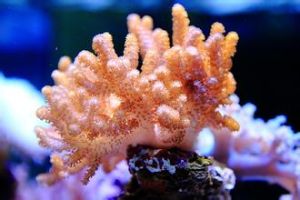 叉狀軟珊瑚