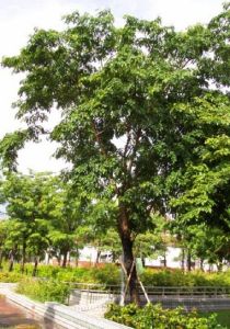 印度紫檀 印度紫檀