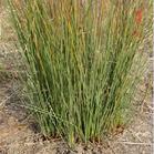 燈心草蓼 燈心草蓼