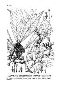 江浙山胡椒 江浙山胡椒