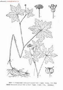 普渡天胡荽 普渡天胡荽