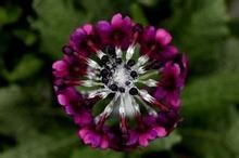 粉被燈台報春 粉被燈台報春