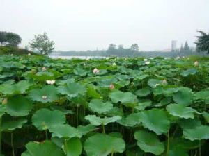 四川快樂游 四川快樂游