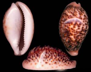 紅花豹寶螺 紅花豹寶螺