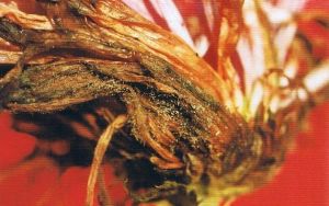 菊花灰霉病 菊花灰霉病