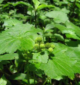 紅馬蹄草[植物]