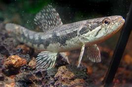 南美牙魚 南美牙魚