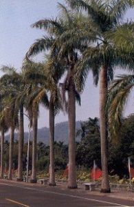 大王椰子樹 大王椰子樹
