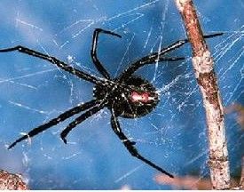 黑寡婦蜘蛛