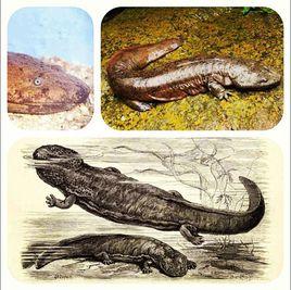 娃娃魚[娃娃魚]