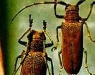 桑大象蟲 桑大象蟲