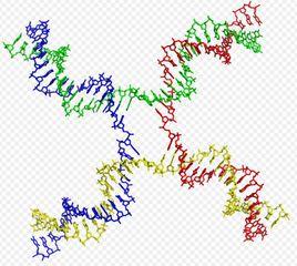 Holliday交叉 Holliday交叉