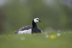 白額黑雁 白額黑雁