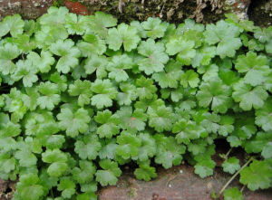 Hydrocotyle sibthorpioides
