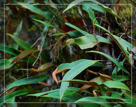 截基石韋 截基石韋