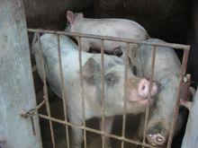 大紅花一村-生豬養殖