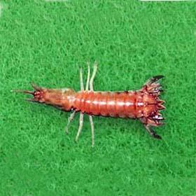 條尾近蝦蛄 條尾近蝦蛄