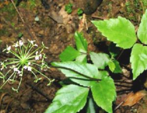 藥芹菜根 藥芹菜根