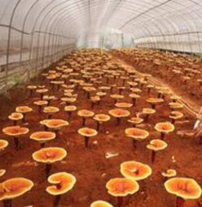 貴州靈芝 貴州靈芝