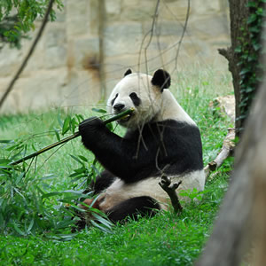 （圖）大熊貓