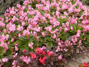 澄邁秋海棠 澄邁秋海棠