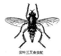 食蟲虻科 食蟲虻科