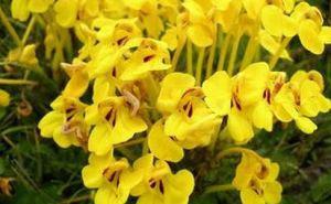 修花馬先蒿 修花馬先蒿