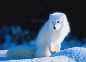北極狐狸 北極狐狸