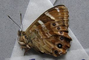 明帶黛眼蝶 明帶黛眼蝶