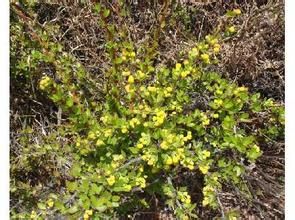 三刺[青海出產的三種多刺植物]