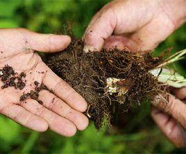 太白山草藥 太白山草藥