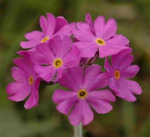 （圖）西洋獐耳