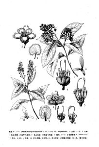 中國植物志原版墨線圖