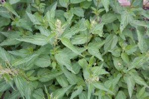 新疆異株蕁麻(亞種) 新疆異株蕁麻(亞種)