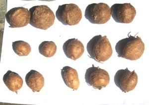 海門香芋 海門香芋