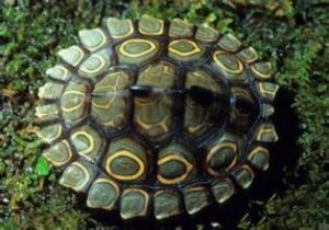 三線閉殼龜炭 三線閉殼龜炭