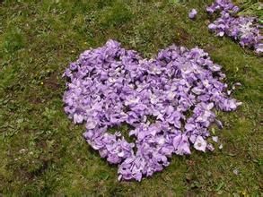 野毛金蓮 野毛金蓮