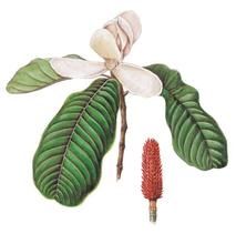 長喙厚朴 長喙厚朴