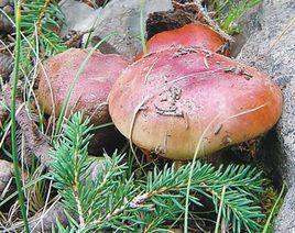 賀蘭山紫蘑菇 賀蘭山紫蘑菇