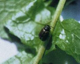 黑縫油菜葉甲 黑縫油菜葉甲