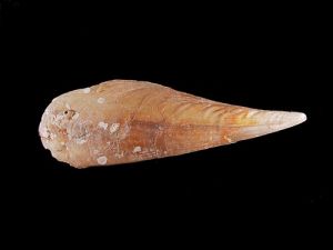 二色裂江珧 二色裂江珧