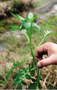 小腸苦菜湯 小腸苦菜湯