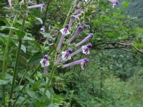 英德黃芩 英德黃芩