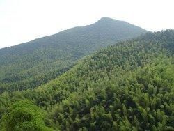 勝山林場 勝山林場