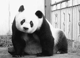熊貓認養權 熊貓認養權