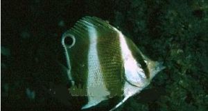 印度蝴蝶魚 印度蝴蝶魚